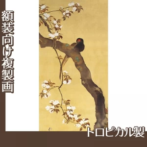 酒井抱一「十二ヶ月花鳥図(三月桜に雉子図)」【複製画:トロピカル】