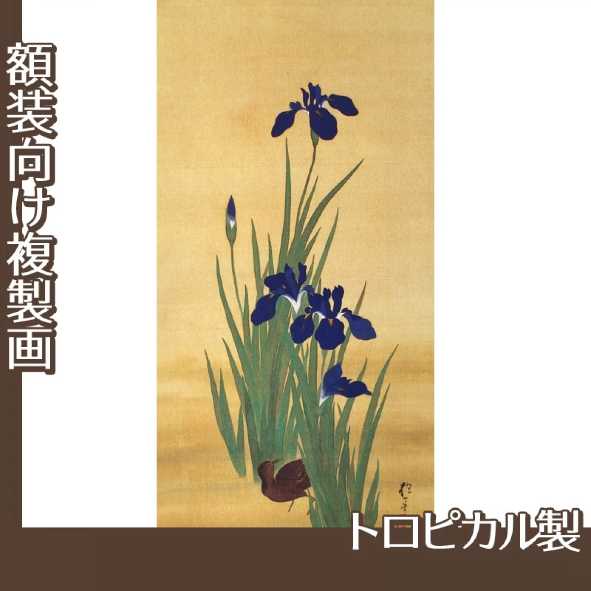 酒井抱一「十二ヶ月花鳥図(五月燕子花に水鶏図)」【複製画:トロピカル】