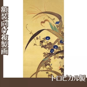 酒井抱一「十二ヶ月花鳥図(七月玉葡蜀黍朝顔に青蛙図)」【複製画:トロピカル】