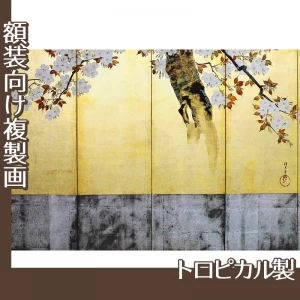 酒井抱一「桜図屏風(右隻)」【複製画:トロピカル】